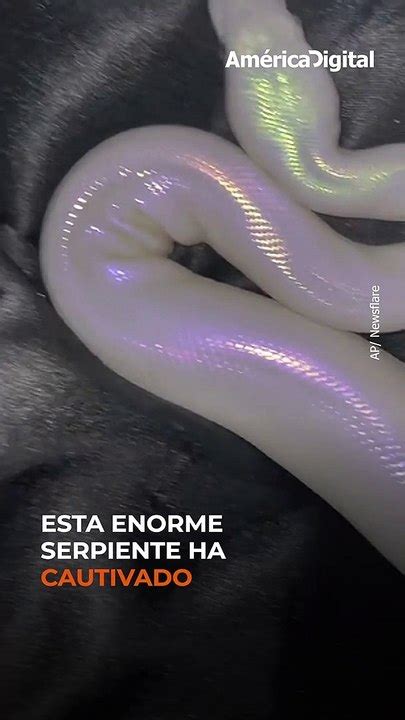 Si crees que lo has visto todo esta serpiente te sorprenderá Vídeo