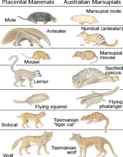 placental mammals list  advances  south american mammalian