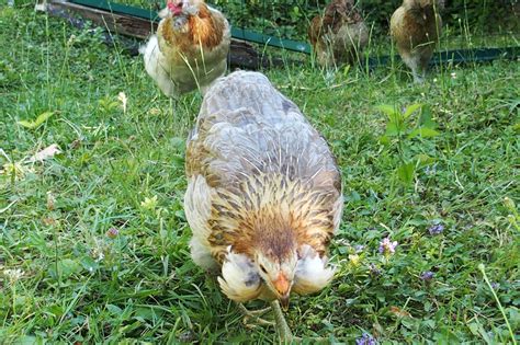 Jeune poule araucana saumonée doré bleu avec des toupets d oreille