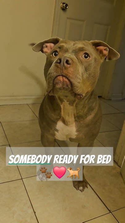 Dog Tells Mom Hes Ready For Bed🐾 ️🐕 Americanbullybreed Adorabledog