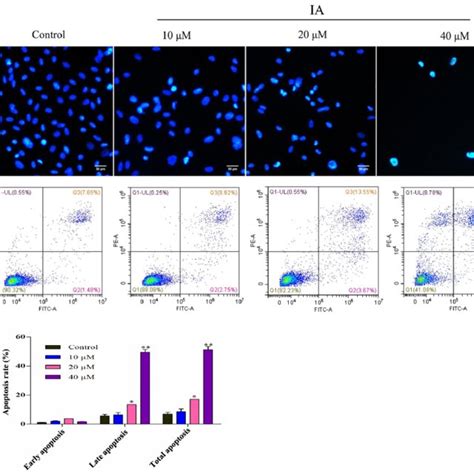 Effects Of Ia On Apoptosis Of Pc 3 Cells A Pc 3 Cells Were Treated