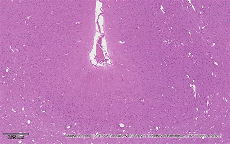 Histology Slide Download. Magscope.com