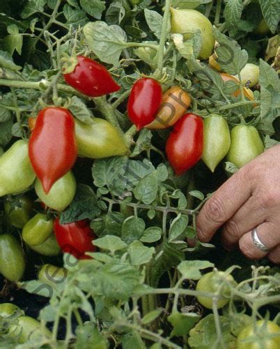 Buy your Nova tomato seed here - Sea Spring Seeds