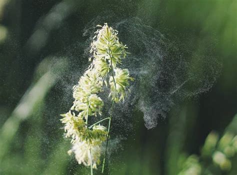 Allergies Aux Gramin Es Sympt Mes Et Rem Des Naturels