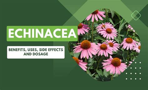 Echinacea Benefits Uses Side Effects And Dosage Resurchify