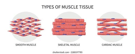 Types Muscle Tissue Medical Vector Illustration Stock Vector (Royalty ...