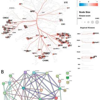 Upstream kinases and STRING Network analysis. (A) Results of upstream ... 