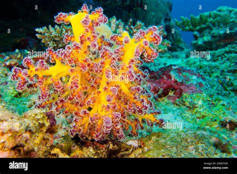 Multi Branched Trees Coral Reef South Ari Atoll Maldives Indian