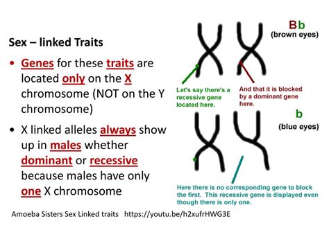 Amoeba Sisters Alleles And Genes Worksheet Amoeba Sisters Handouts Science With The Amoeba