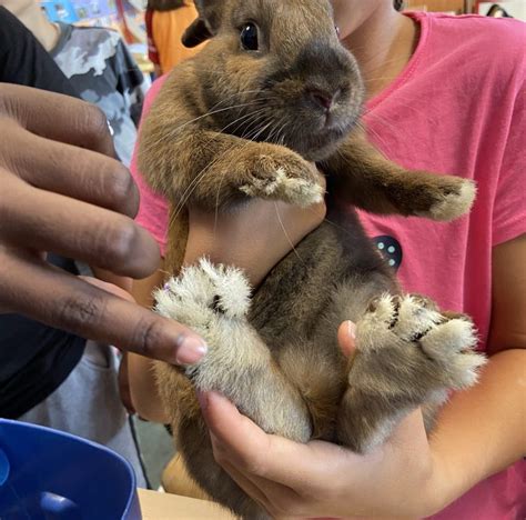 Un Visiteur Dans La Classe De Cm Ecole Primaire Publique Du Bois De