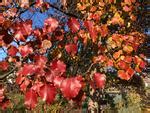 Pyrus Calleryana Bradford Callery Pear Leafland Limited Best