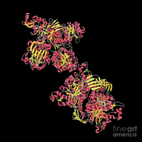 Beta Hexosaminidase A Enzyme 1 Photograph By Kateryna Kon Science