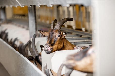 Maximizing Your Profits With The Help Of Goat Farming Loan And Subsidy