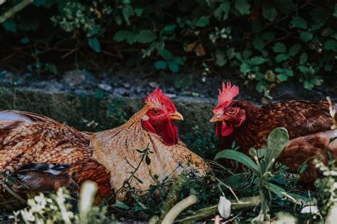 close  photo  roosters  stock photo