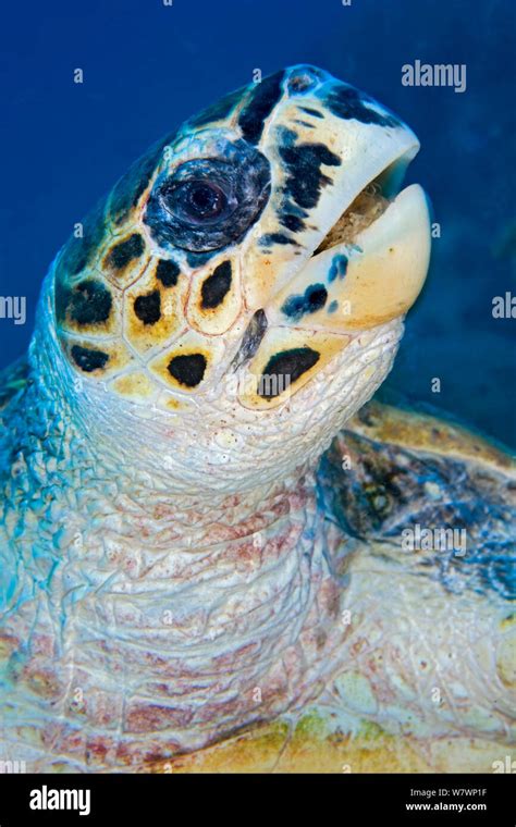 Hawksbill Turtle Eretmochelys Imbricata Feeding On Soft Coral