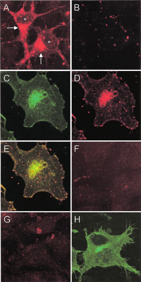 Immunocytochemical Analyses Cos 7 Cells Were Observed At Wavelengths