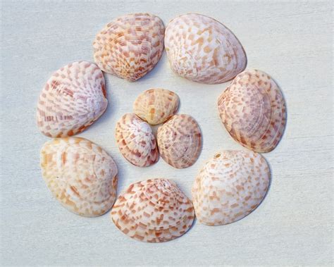 Curious Collectors Of Clam Shells Identification And Interesting Facts Hubpages