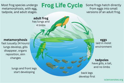 The Frog Life Cycle