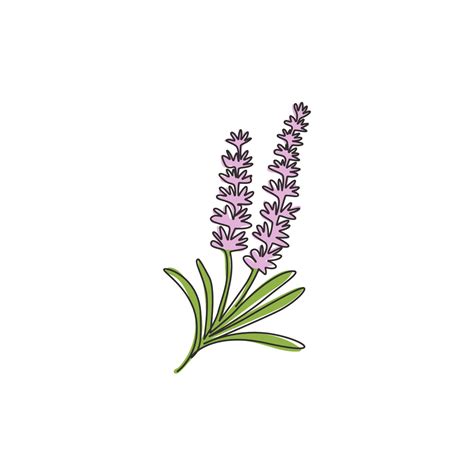 Lavender Illustration Vector