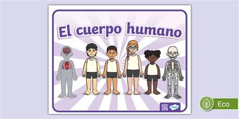 Cartel El Cuerpo Humano Profesor Hizo Twinkl