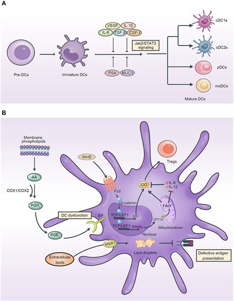 Dcs Origin And Reprogramming In Tme A Tumor Cells Influence On Dcs