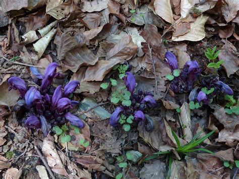 Album Flors De Prima Le Blog De L Association Pour La Sauvegarde Du