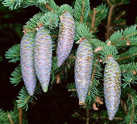 Picea Abies Monaco Nature Encyclopedia