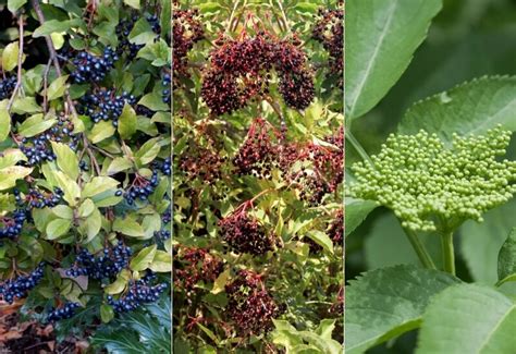 14 Best Elderberry Bush Varieties To Grow In Your Landscape