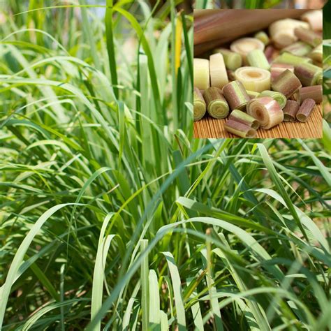 Lemongrass East Indian Seeds The Seed Collection