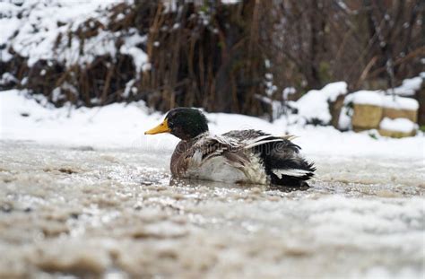 Mallard duck drake stock image. Image of field, snowy - 107914057