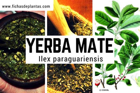 Yerba Mate DescripciÓn Y Propiedades Medicinales