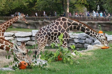 Detroit Zoo animals enjoy Halloween feast while smashing pumpkins - mlive.com