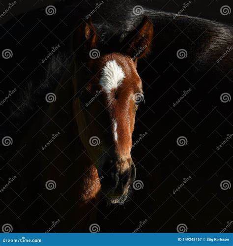 Um Potro De Sangue Quente Do Cavalo Trotando Imagem De Stock Imagem