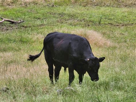 Angus Bull | Farm Tender