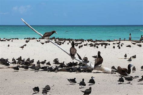 Michaelmas Cay Cairns Australia Holidify