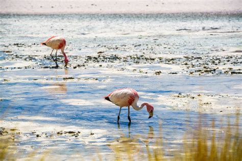 Flamingos Eating In Harmony Stock Image Image Of Cooperate Drinking