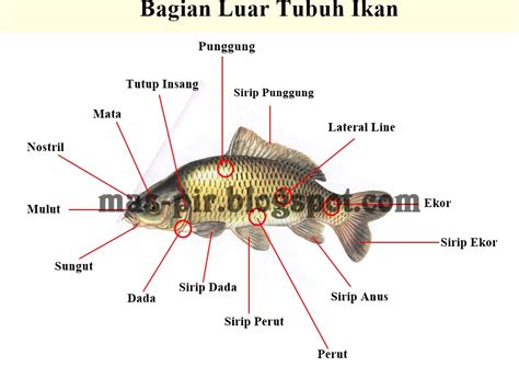 Bagian Tubuh Ikan Homecare24