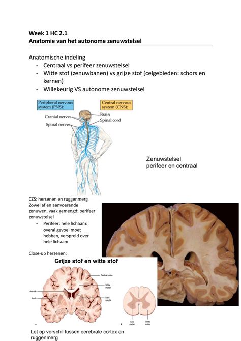 Anatomie Autonome Zenuwstelsel Week 1 HC 2 Anatomie Van Het Autonome