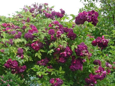 Роза Блю Маджента. (Bleu Magenta) Плетистая купить в интернет-магазине ...