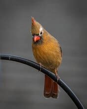 Moulting Female Cardinal Bird Free Stock Photo Public Domain Pictures