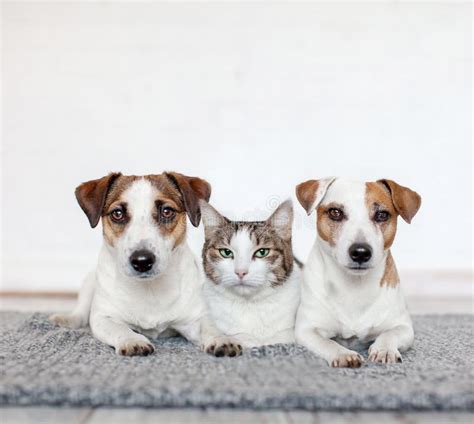 Cachorro e gato juntos foto de stock Imagem de doméstico 158128942