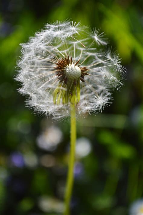 Bildet Natur Gress Blomstre Anlegg Hvit Fotografering Eng