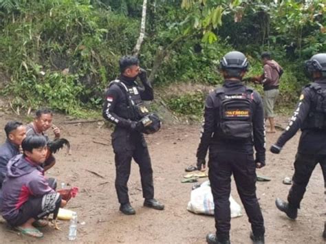 Polisi Gerebek Judi Sabung Ayam Di Tator 3 Orang Ditangkap