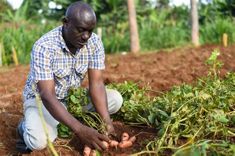 Rooted Apical Cuttings Meru Kenya Paul Munene Produces R Flickr