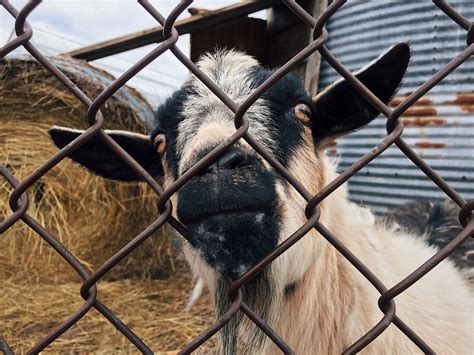 Portrait Of Charming Goat Animal On Farm Free Image Download