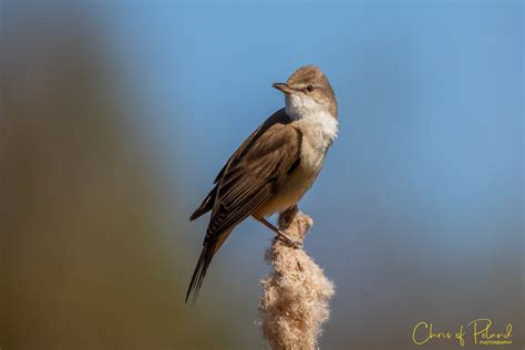 Trzciniak Acrocephalus Arundinaceus Krzysztof Jaworski Flickr