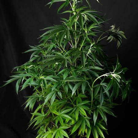 Sensi Seeds Banana Kush Cake Feminized Grow Diary Journal Week By