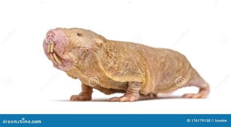 Naked Mole Rat Hairless Rat Isolated On Wihte Stock Photo Image Of Mammal Background