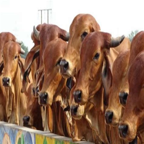 New Rules for Cattle Dehorning announced | Sakshi Education