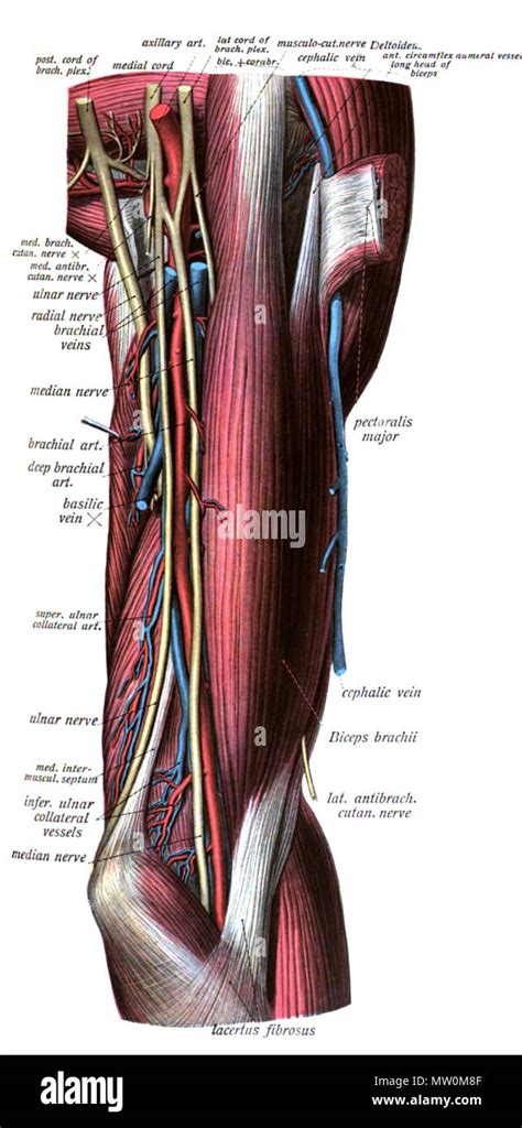 English An Anatomic Illustration From The Edition Of Sobotta S